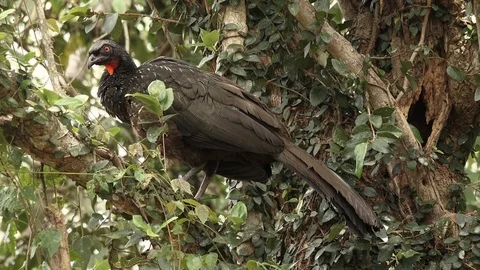 Wild black bird Stock Footage 116512727