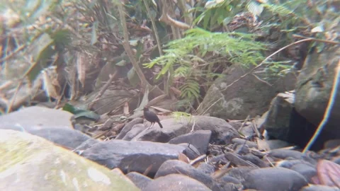 Wild Black Bird Standing on Rock in Lush Tropical Forest Stream 4K Видео 344250055