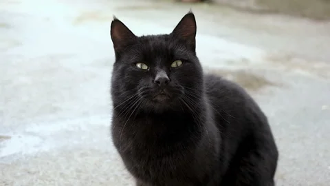 Wild black cat face slow motion close up,cute domestic feline Stock Footage 146210406