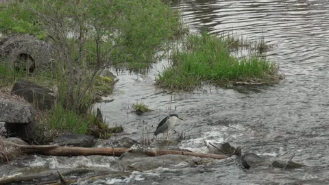 Wild Black-crowned Night Heron Searching for Food Stock Footage 335230737
