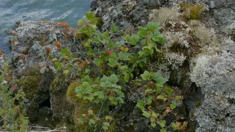 Wild black currant rising on rocks and stones in mountains near beautiful lake Stock Footage 90835100