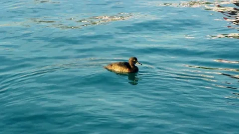 Wild black duck floats on the surface of the sea and dives into the water i.. Stock Footage 70559044