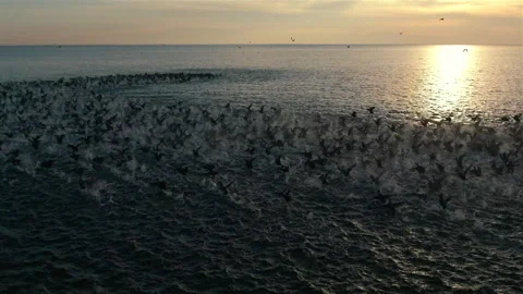 Wild black ducks take off at sunset Stock Footage 153554571