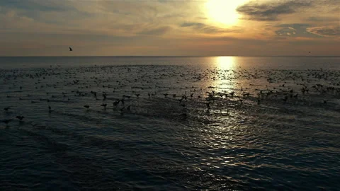 Wild black ducks take off at sunset Stock Footage 153554904