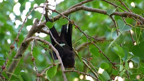 A wild black flying fox hanging upside down from a branch, spit out fibrous Stock Footage 327466441