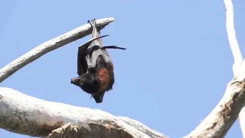 Wild Black Flying Fox Pteropus alecto 6 Stock Footage 154776490