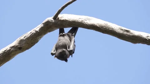Wild Black Flying Fox Pteropus alecto 5 Stock Footage 154776491