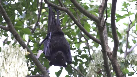 Wild Black Flying Fox Pteropus alecto 9 Stock Footage 154776506