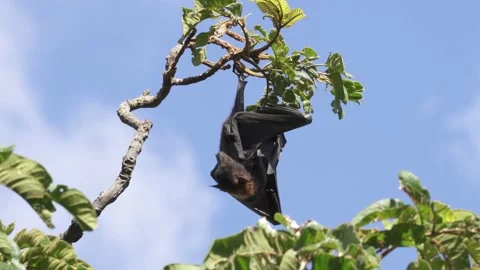 Wild Black Flying Fox Pteropus alecto 8 Stock Footage 154776515
