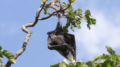 Wild Black Flying Fox Pteropus alecto 7 Stock Footage 154776544