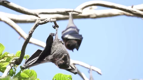 Wild Black Flying Fox Pteropus alecto 10 Stock Footage 154776585
