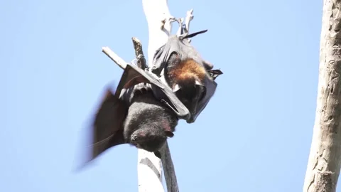 Wild Black Flying Fox Pteropus alecto 11 Stock Footage 154776587