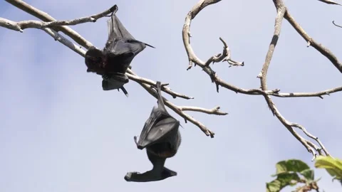 Wild Black Flying Fox Pteropus alecto 13 Stock Footage 154776590