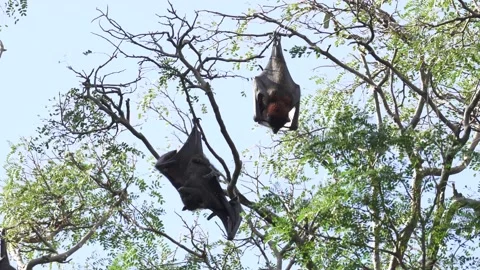 Wild Black Flying Fox Pteropus alecto 14 Stock Footage 154776613