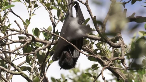 Wild Black Flying Fox Pteropus alecto 15 Stock Footage 154776650