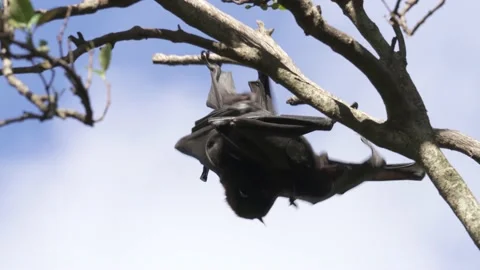 Wild Black Flying Fox Pteropus alecto mating Stock Footage 154776687