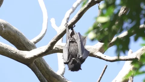 Wild Black Flying Fox Pteropus alecto 1 Stock Footage 154776861