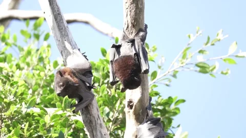 Wild Black Flying Fox Pteropus alecto 2 Stock Footage 154776867