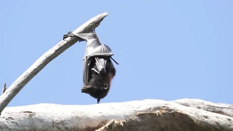 Wild Black Flying Fox Pteropus alecto 4 Stock Footage 154776872