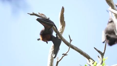 Wild Black Flying Fox Pteropus alecto 3 Stock Footage 154776879