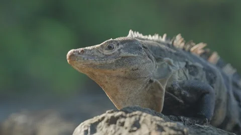Wild Black Iguana with spiny back crawling on rock Stock Footage 312595730