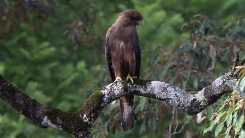 Wild black kite perched in the forest 動画素材 338154595