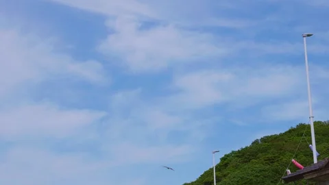Wild black kite taking off into the blue summer sky in Oita, Japan Vídeos de archivo 337073179
