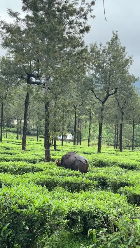 Wild black ox walking through trees in Valparai Waterfall Estate Stockbeeldmateriaal 314885251
