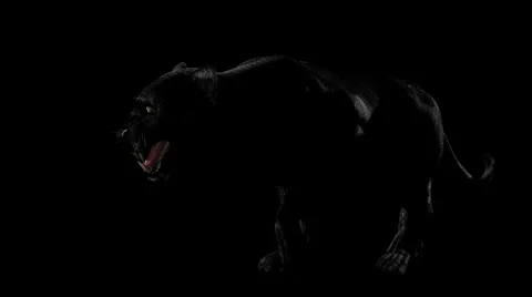 Wild Black Panther Stock Footage