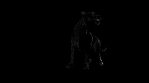 Wild Black Panther Stock Footage 6100793