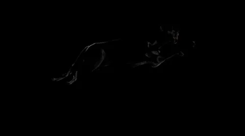 Wild Black Panther Jump Stock Footage 6100898