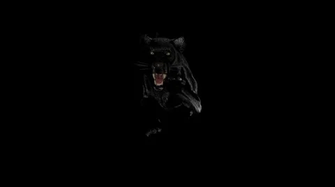 Wild Black Panther Run. | Stock Video | Pond5