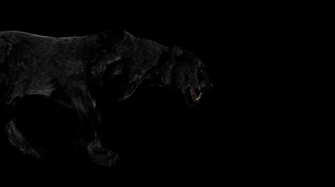 Wild Black Panther Steps Stock Footage 6101690