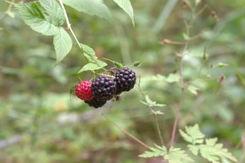Wild black raspberry Big berries, round-shaped, ripe and ripening on the sa.. Stock Photos
