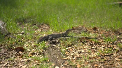 Wild black spiny-tailed iguana resting on tree roots among grass and dry leaves. Stock Footage 341701089