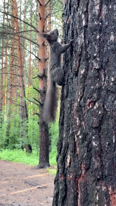 A wild black squirrel is climbing the trunk of a pine tree. Vertical 4K footage Stock Footage 339388017