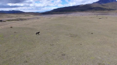Wild Black Stallion Video stock 66392255