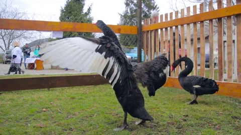 Wild black swans under the cage Vidéo 73201483