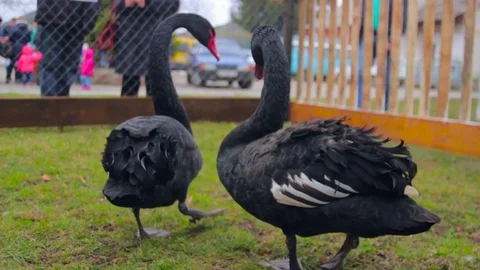 Wild black swans under the cage Stock Footage 73201825