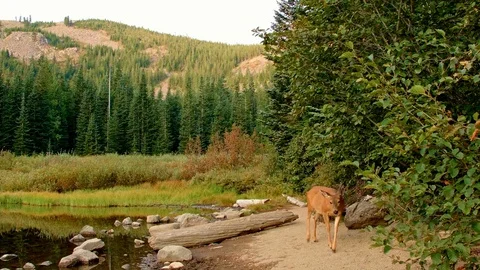 Wild black tail deer doe close up portrait Mirror Lake Mt. Hood Oregon Cascades Stock Footage 81966596