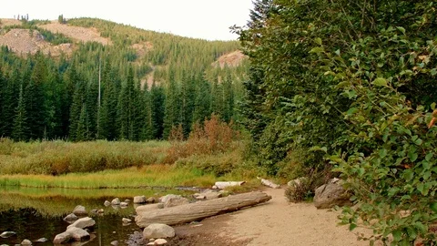 Wild black tail deer doe walks up to camera Mirror Lake Mt. Hood Oregon Cascades Stock Footage 81967713
