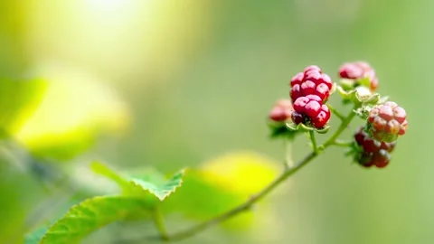 Wild Blackberries bush it in forest sunset Video stock 201600214