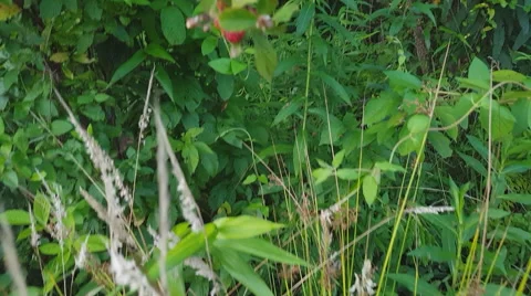 Wild Blackberries Stock-Footage 64973122