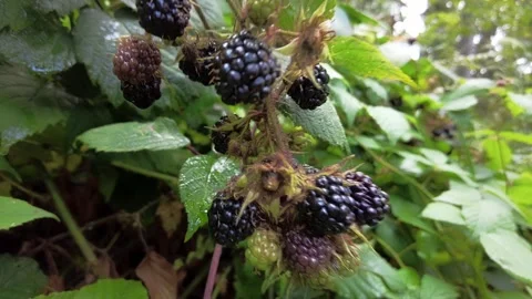 Wild blackberries in the forest Stock Footage 251463716