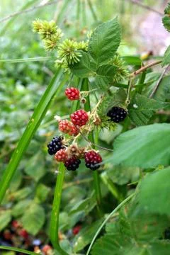 Wild blackberries Stock Photos