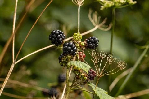 Wild blackberries Stock Photos