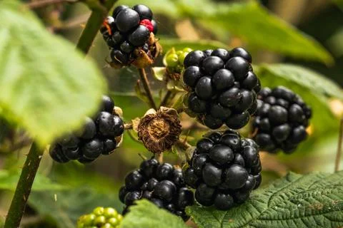 Wild blackberries Stock Photos