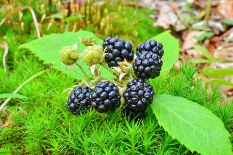 Wild blackberries Stock Photos
