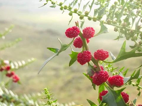 Wild blackberries on thorny branches in soft natural light. Stock Photos