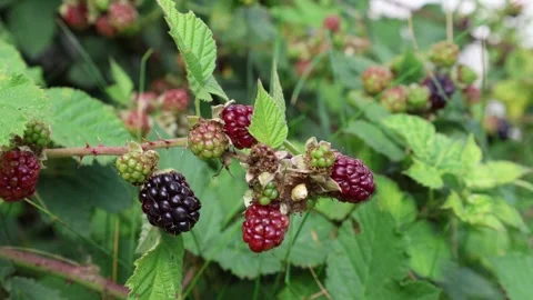 Wild blackberry closeup. Stock Footage 315247279